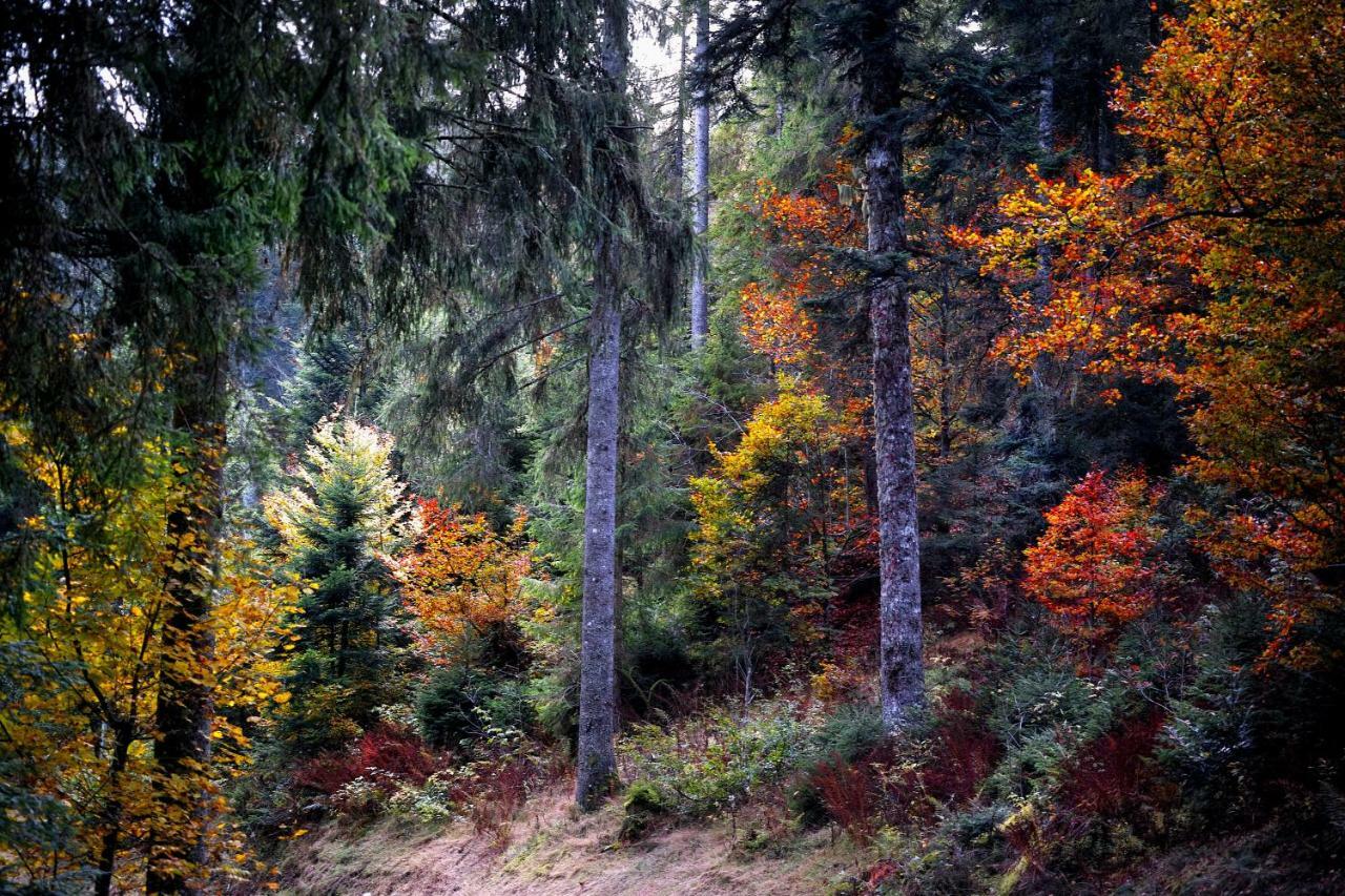 Apartmán B4 Albmatte Menzenschwand-Hinterdorf Exteriér fotografie