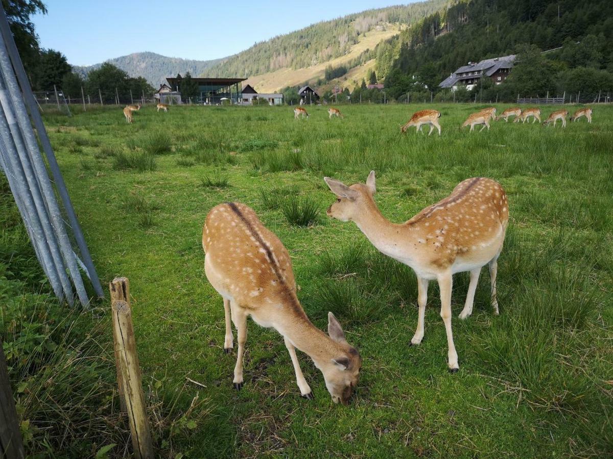 Apartmán B4 Albmatte Menzenschwand-Hinterdorf Exteriér fotografie